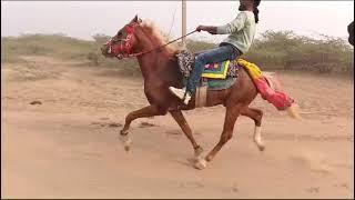 HORSE RACE KUTCH TRAGDI CHOTI REWAL CHAL