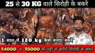 5000 की पट्टी से ! 25 केजी वाले सिरोही के पालने वाले बकरे india,s largest goat farming sirohi goat