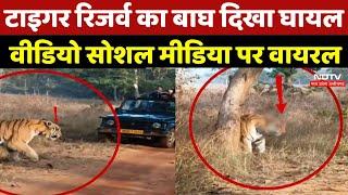 Panna Tiger Reserve: टाइगर रिजर्व का बाघ दिखा घायल Video Social Media पर Viral | Latest News