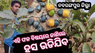 ନବରଙ୍ଗପୁର ଜଙ୍ଗଲ ରେ ମିଳିଲା ଏହି ଗଛ ଏହି ଫଳ ବିଷୟରେ ଜାଣିଲେ ଆଶ୍ଚର୍ଯ୍ୟ ହେଇଯିବେ The Important Tree 😱🌳