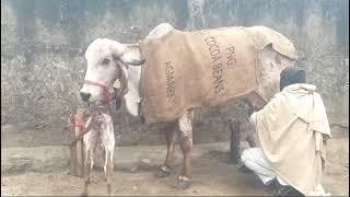 ##Gir cow milking video Gir cow for 🙏 Rajasthan #Ajmer #Bhavnagar_Bloodline_🥰 Cow