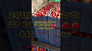 పలమనేరు టమాటో మార్కెట్ 15 కిలోలు 🍅🍅🍅 23/11/2024 శనివారం