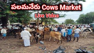 Calfs & Cows Market Palamaner | Live Video | Mohan Crazy Vlogs