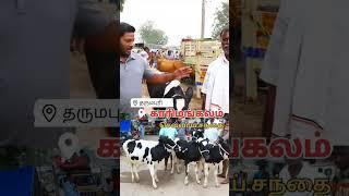 ஒரு கிடாரி விலை 22000 நமது subscribe காரிமங்கலம் மாட்டு சந்தை