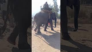 Hathi Raja bandhavgarh