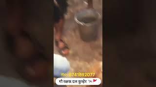 गौ रक्षक दल कुम्हेर #shorts #shortvideo #shortsviral #shortsfeed #