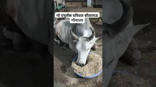 गो एम्बुलेंस परिवार सीतामऊ गोशाला