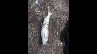 शेंडी फिशिंग,रत्नागिरी कोंकण.catfish,shingada,kokeri,fishing at ware beach ratnagiri,konkan.