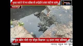 #bharatpur :  भुसावर कस्बे में भी नगर पालिका की अनदेखी से आवारा सांडों का आतंक