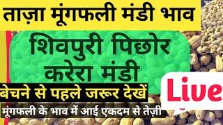 आज का मूंगफली भाव क्या रहा? शिवपुरी पिछोर करेरा taaja mungfali bhav live