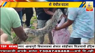 22November 2024 SearchTv News Chandrapur  कापसाच्या शेतात आढळले दोन अजगर