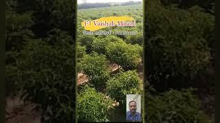 F1 Vaishali Chilli 🌶 🌱 - शेतकरी म्हणत आहे की पूर्ण भारतामध्ये अशी व्हरायटी नसेल कोणाकडे