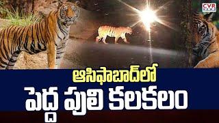 ఆసిఫాబాద్ లో పెద్ద పులి కలకలం | Tiger wandering in Asifabad | CVR News