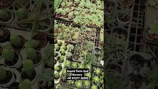 Anand Farm And Nursery best nursery in Ahmedabad Gujarat