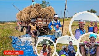 छत्तीसगढ़ बस्तर मे धान कटाई | Chhattisgarh Bastar Me Dhan Ktayi | Bastar Vilagelife Chhattisgarh