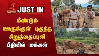 Leopard Attack in Vellore | மீண்டும் ஊருக்குள் புகுந்த சிறுத்தைப்புலி - பீதியில் மக்கள்  | Cheetah