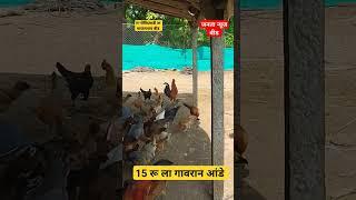 गावरान कोंबडी पालन माजलगाव बीड