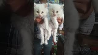 Lo price #parision cat #for sale #in muzaffarnagar #uttar pradesh