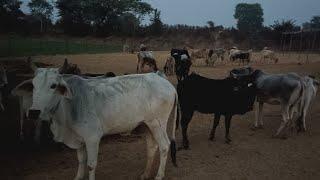 मऊरानीपुर तहसील की सबसे सफल बड़ी गौशाला