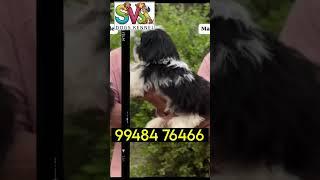 🐶 SVS dog and puppy🐕‍🦺 kennel nizamabad🦮 Telangana 🐕....