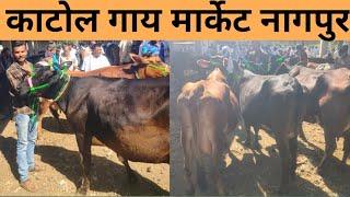 गाय मार्केट काटोल नागपुर ✅ ! katol pashu mandi maharashtra ! vidharbh gay market katol