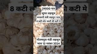 गोतमपुरा मंडी लहसुन भाव 13 नवंबर 2024