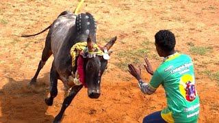 தம்பிபட்டி அய்யனார் கோவில் காளை vs தலைவாசல் நாடு  இணைந்த செல்வங்கள் திருப்பத்தூர் வடம் மஞ்சுவிரட்டு