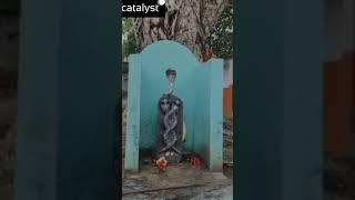 Snake rare live video: పెద్దపల్లి జిల్లా ఓదెలలోని శంభు లింగేశ్వర ఆలయంలో ఇది || Journalist SivaPrasad