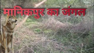 मानिकपुर का जंगल। Manikpur of forest .best