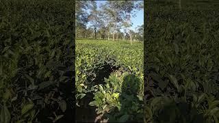 Tea Garden, Dibrugarh, Assam, India