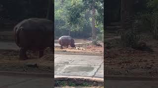 Hippo 🦛 in Ranchi Zoo