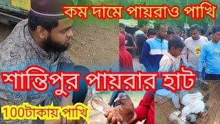 খুবই কম দাম শান্তিপুর পায়রাহাটে পায়রাও পাখির। নদীয়ার পাখির হাট। মুর্শিদাবাদ পায়রারহাট