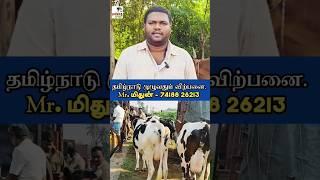 30 லிட்டர்  பால் மாடுகள் வாங்கலாம் / ஈரோடு மாட்டுச் சந்தை