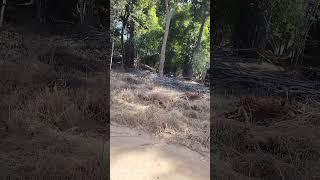 Tiger bandhavgarh