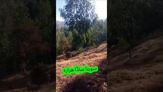 Beautiful valley of Hazara division| کدی آ و نہ ھزارہ