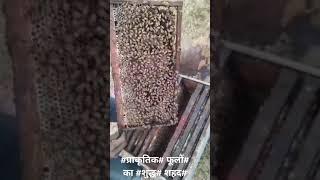 #beekeeper#नेशनल जिम# कॉर्बेट #पार्क# रामनगर