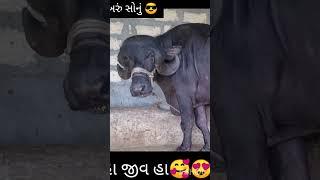 જાફરાબાદ એટલે સુના વિડીયો જોવા માટે