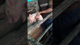 loose motion syrup  for piglet (power gyl) #vindhya pig farm