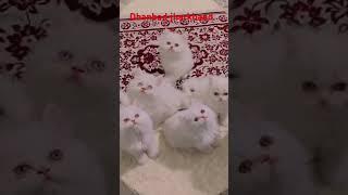 Parsian cat Avillable in dhanbad jharkhand  📱6207669006