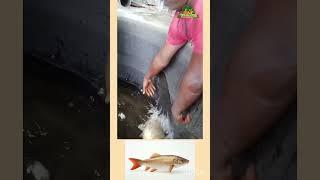 Rogu  fish 🐟 Breed Theni VijayofAgri