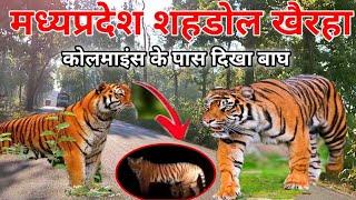 मध्यप्रदेश शहडोल खैरहा कोल माइंस के पास दिखा बाघ | Tiger In Mp shahdol khairha CoalMines | mdar vlog