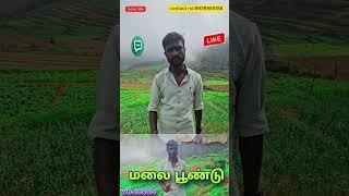 கொடைக்கானல் மலை பூண்டு | Kodaikanal malai poondu மலைப்பூண்டு - health benefits | Kodaikanal Garlic