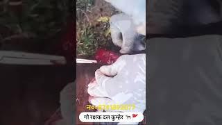 गौ रक्षक दल कुम्हेर #shortshorts #short #shortvideo #shortsviral #shortsvideo #