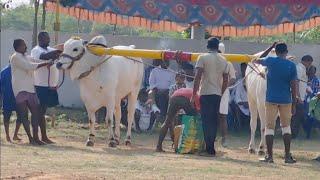 🔥❤️ కలసపాడు గ్రామం 6పళ్ళు విభాగం 12వ జత...🐂🐂