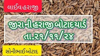 તા.૨૧/૧૧/૨૪|જીરાની હરાજી|jirani haraji|jiru|Botad| yard|