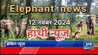 कुनकुरी वन क्षेत्र में हाथियों का दल सक्रिय, ग्रामीण रहें सतर्क!"ElephantNews-md