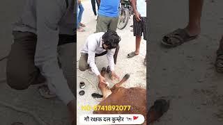 गौ रक्षक दल कुम्हेर#shortsfeed #shortsviral#shortvideo #short #