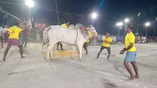 Ongole Gittalu || ongole bulls race || snews ongole gittalu ||