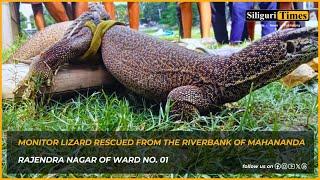 Monitor lizard rescued from the riverbank of Mahananda at Rajendra Nagar in Siliguri's Ward No. 01