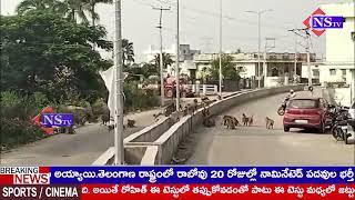 నిజామాబాద్ జిల్లా బాల్కొండ నియోజకవర్గంలో మెండోరాలో కోతుల బెడద | NSTVlive